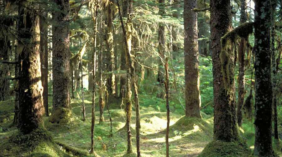 Coastal forest in the Glacier Bay National Park in Alaska, USA