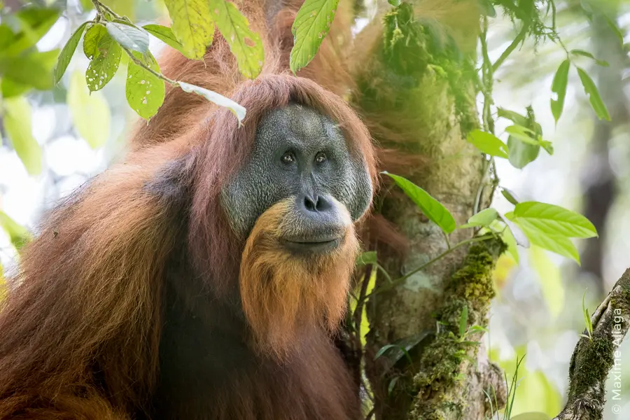 Adult male Tapanuli orangutan