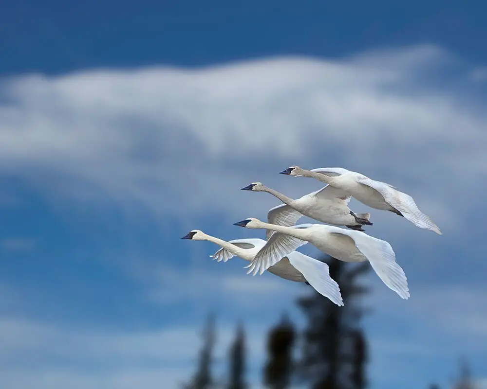 Trumpeter Swans Denali National Park
