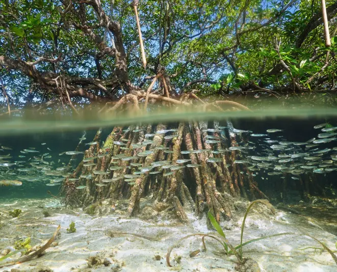 Life under the mangrove canopy @damsea_shutterstock