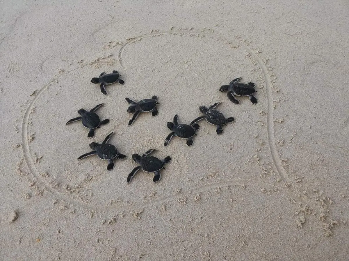 Newly born sea turtles released to the sea 
