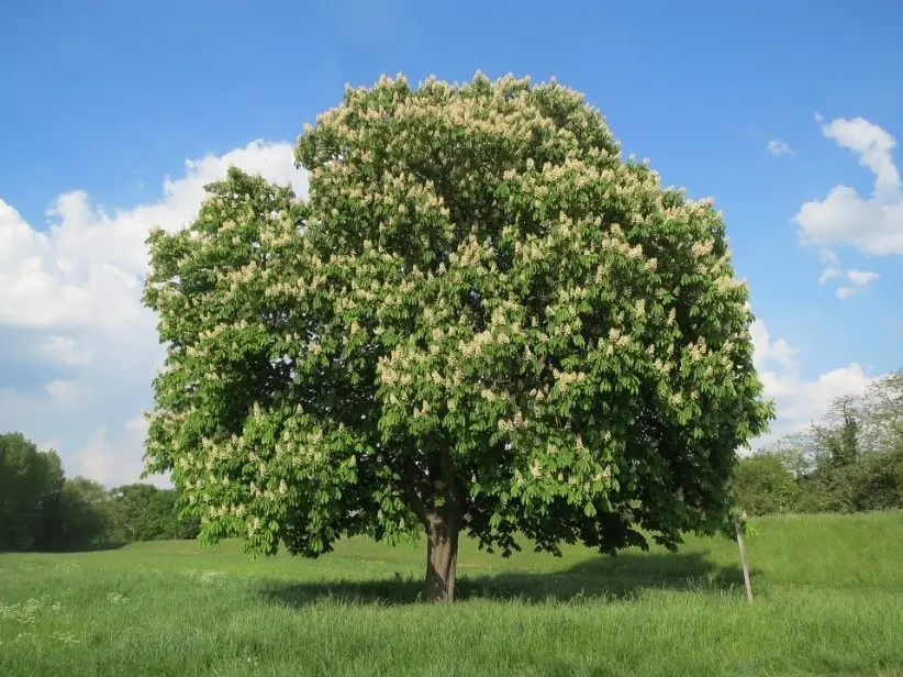 Horse Chestnut tree (Aesculus hippocastanum), assessed as Vulnerable