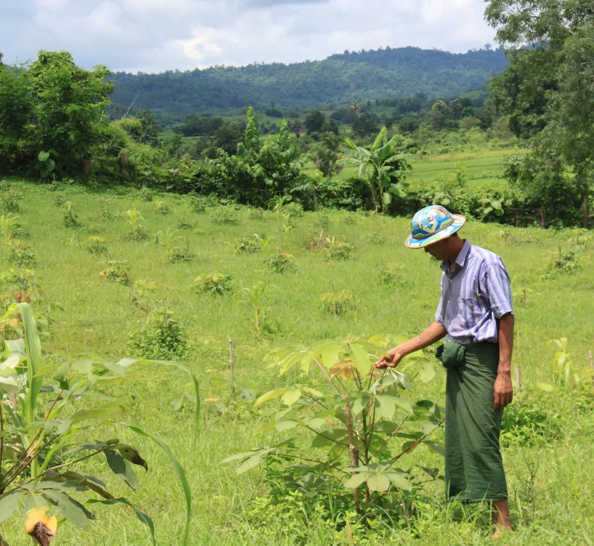 A man on a community forestry plot that he manages 