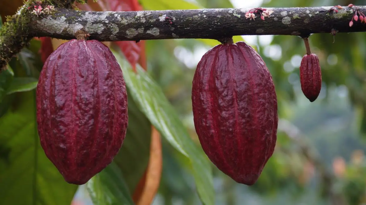 Uno de los principales logros de este proyecto fue conseguir la primera exportación de granos de cacao de alta calidad a Estados Unidos 