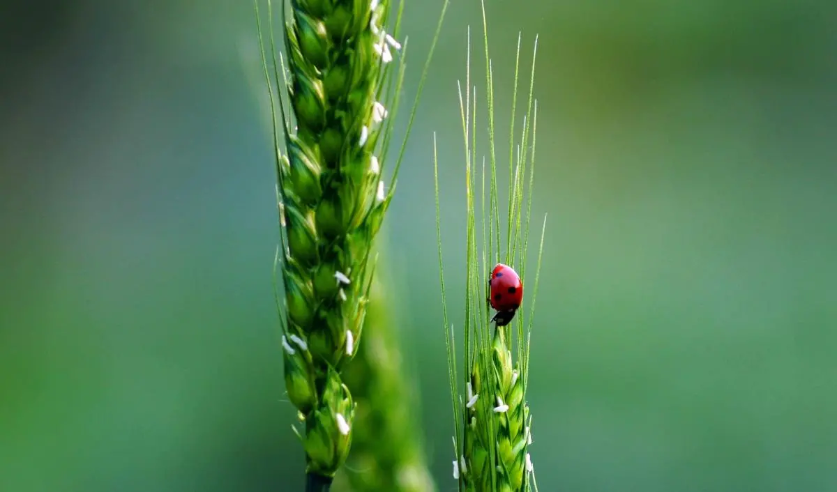 ladybug and wheat