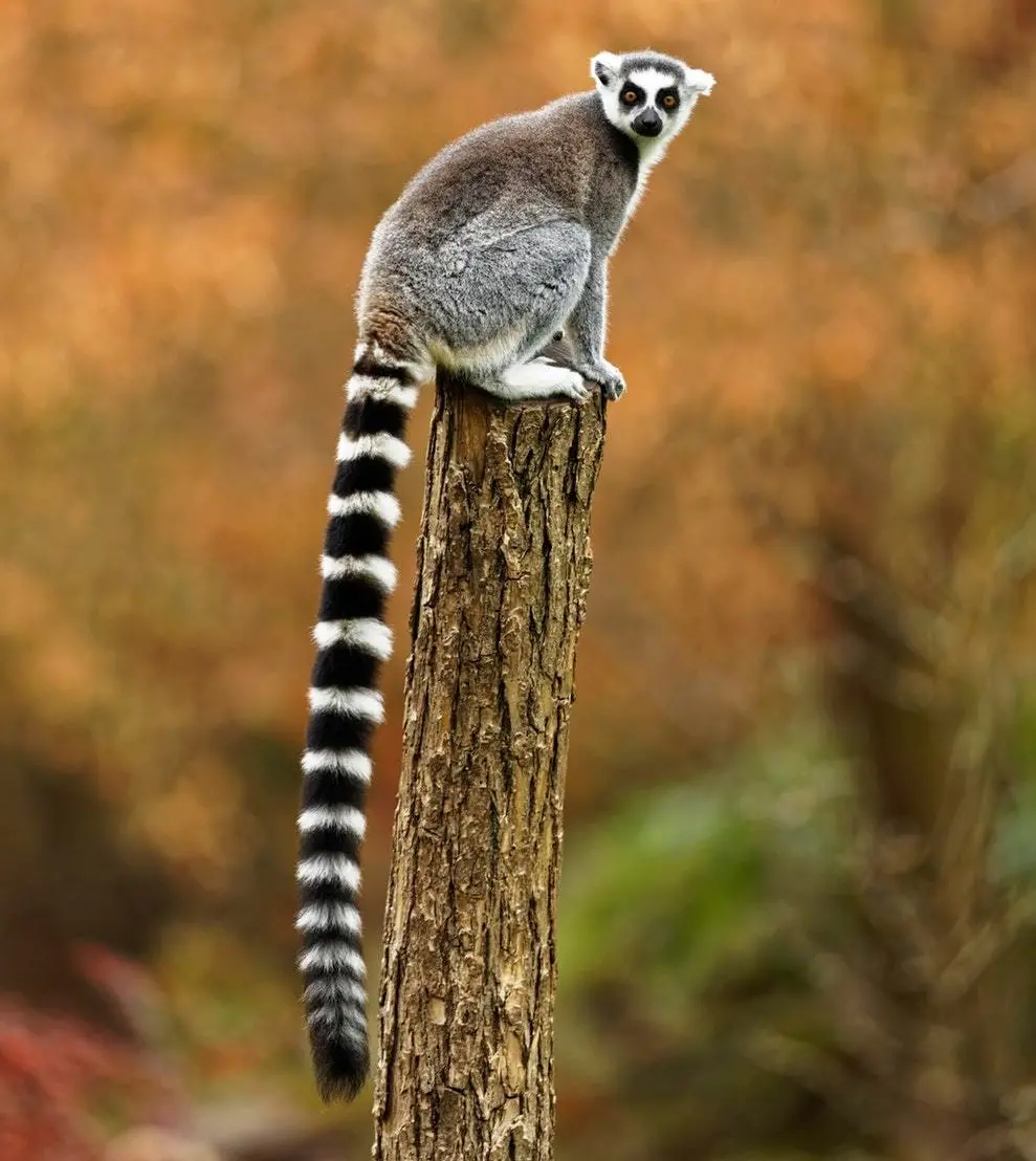 The Endangered Ring-tailed Lemur, found in Madagascar, is highly vulnerable to cyclones. Photo: © Zdeněk Macháček / Unsplash