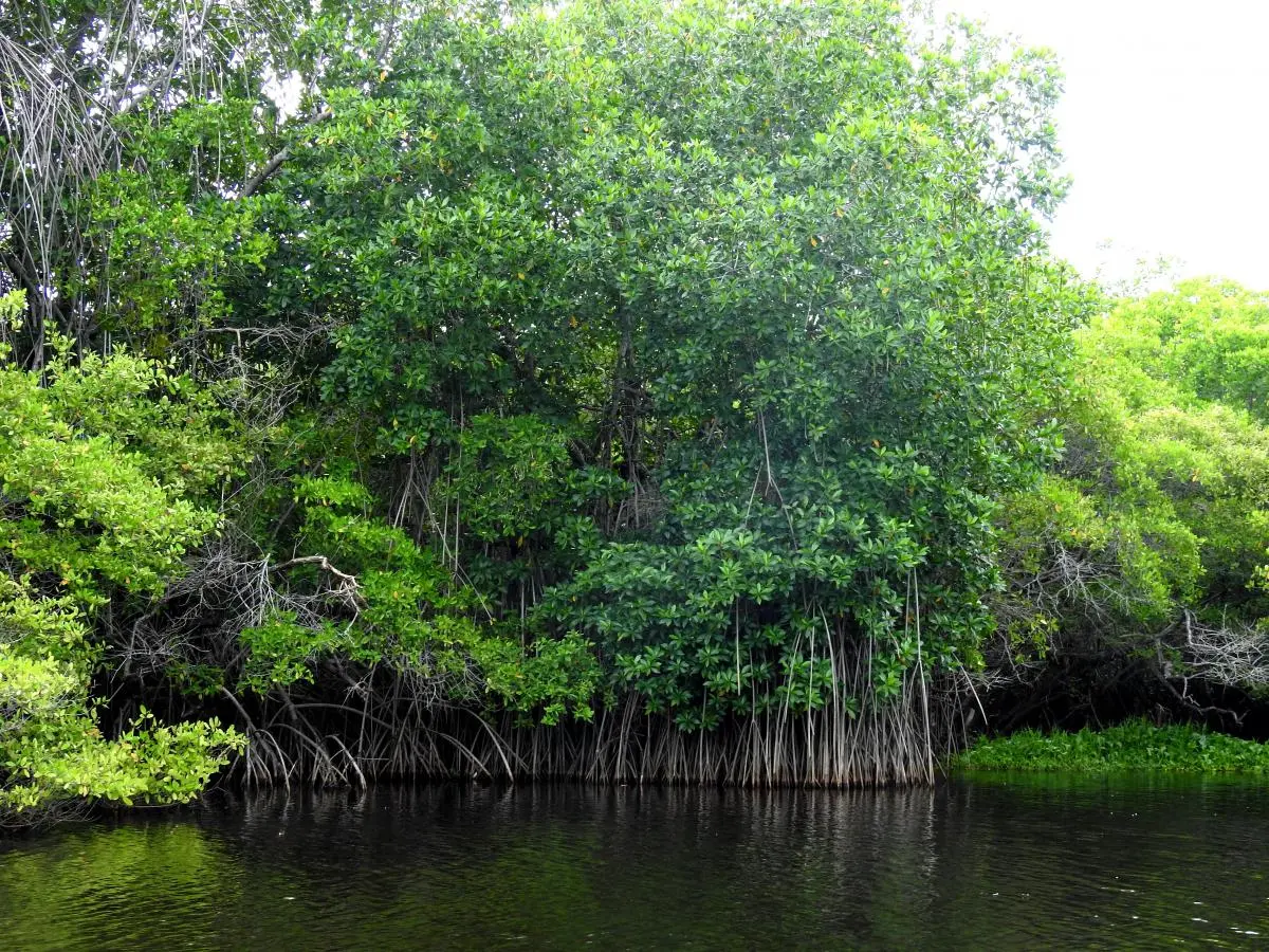 En la cuenca baja del Río Paz es muy común el mangle rojo, muy conocido por la gente y a la vez el más vistoso por sus raíces aéreas.