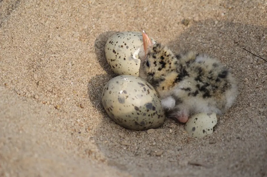 Newly hatched River Tern