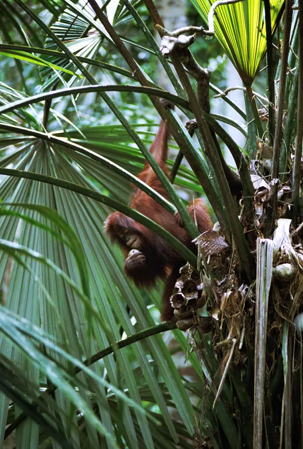 Orangutan eating from Bendang tree
