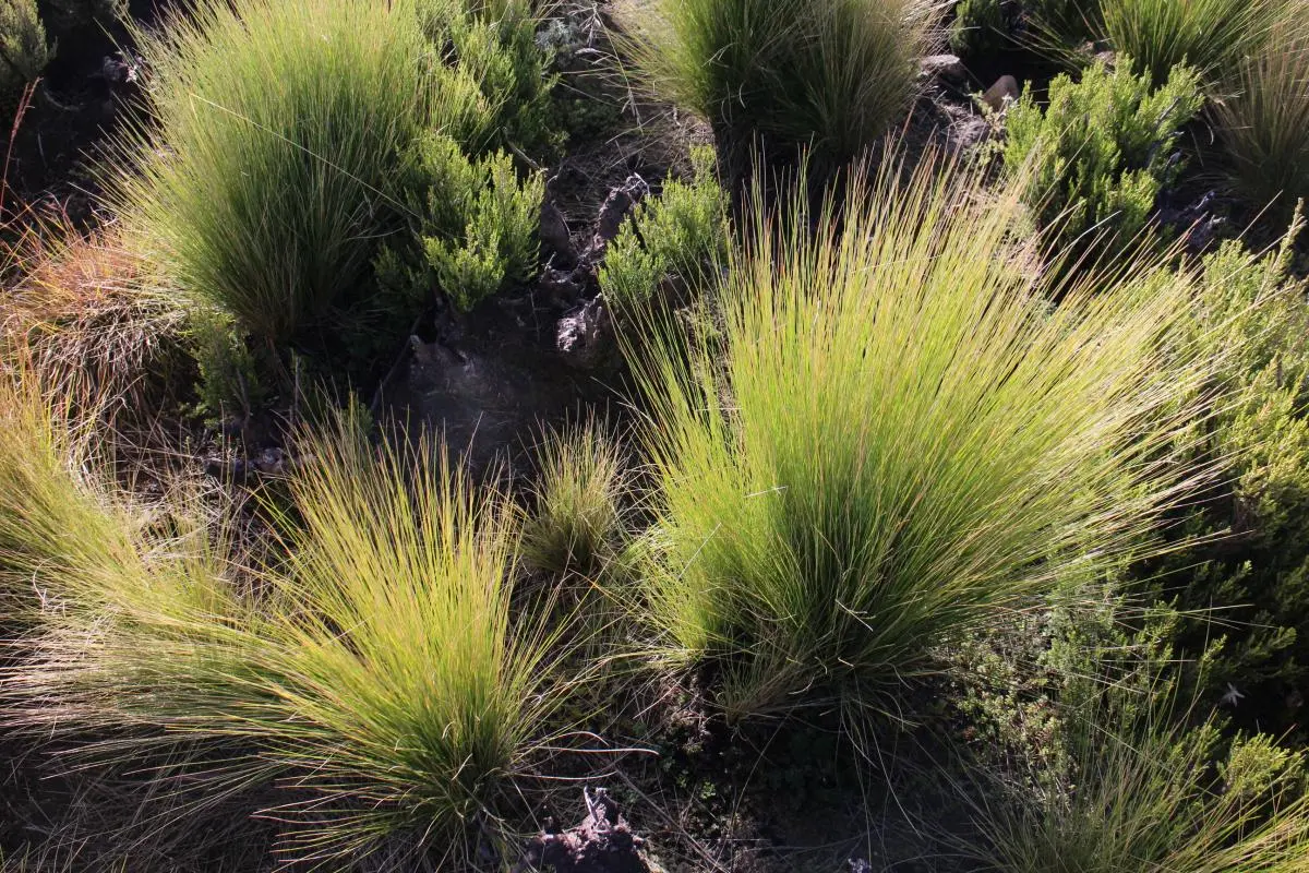 Festuca festuca is a magnificent grass species, highly prized for its robustness and traditionally indispensable to build roofs capable of withstanding the harsh weather of the Ethiopian highlands