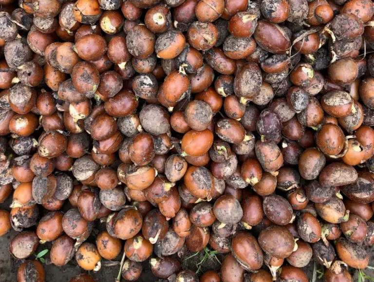 IUCN-PANORAMA with A Rocha Ghana focuses on shea nut value chain
