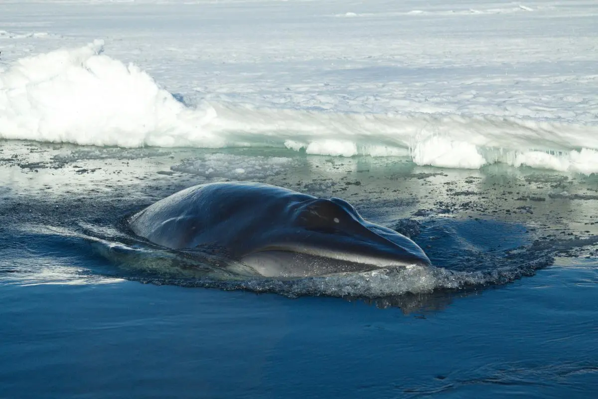 minke whale in Ross Sea IMMA