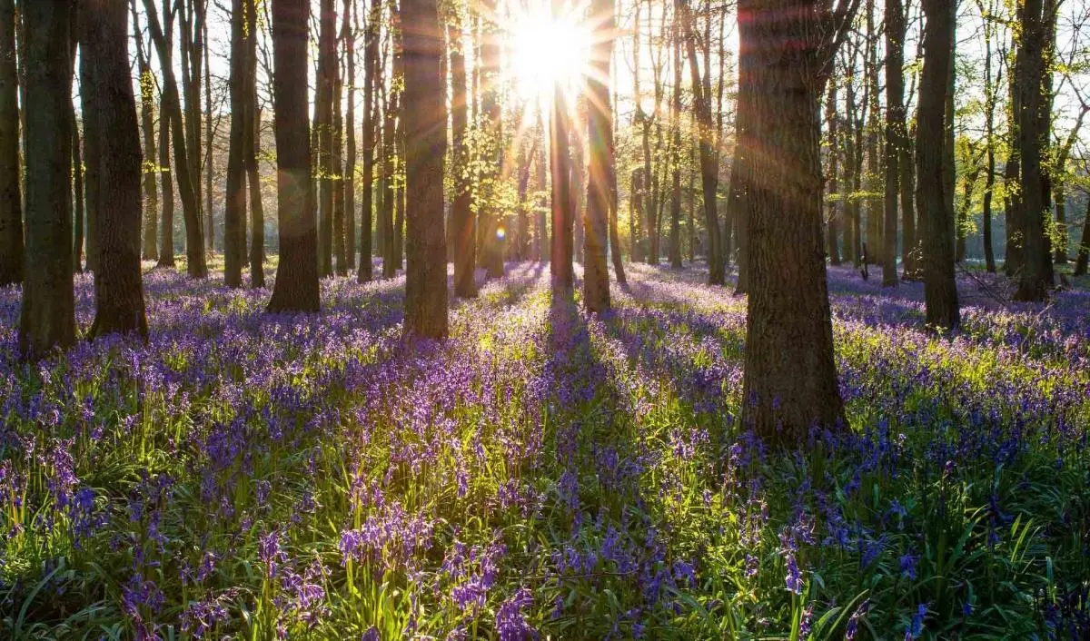 forest sunrise with flowers
