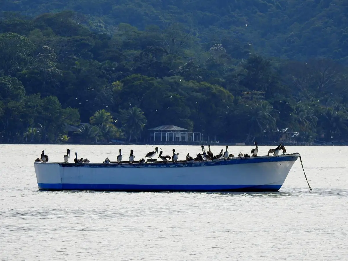 En el Caribe de Guatemala, el establecimiento de vedas de pesca surgió desde las propias comunidades pesqueras. 