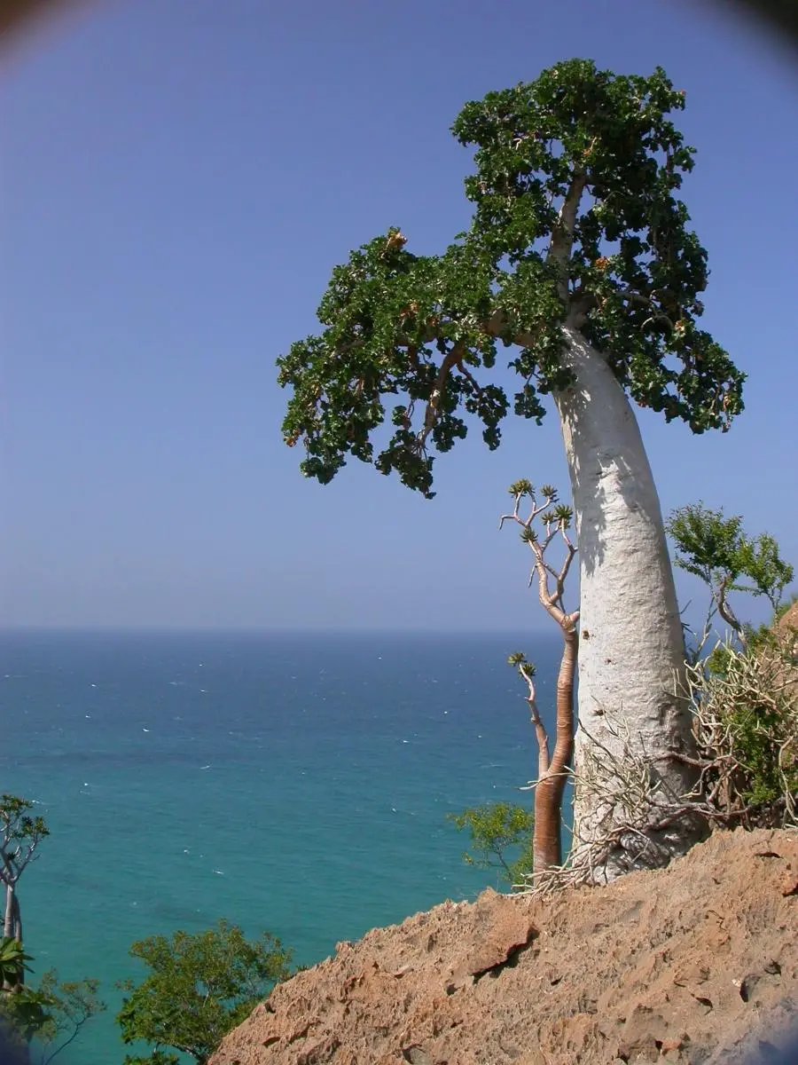 Dendrosicyos socotranus-Cucumber tree-Socotra