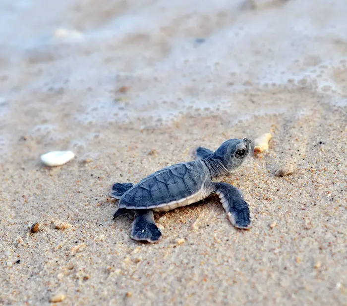 A newly born sea turtle in Con Dao NP heading back to the ocean 