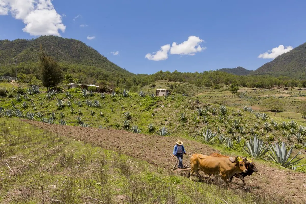 El proyecto “Plan de Inversión para el desarrollo rural bajo en emisiones del Estado de Oaxaca” tomó la restauración como enfoque principal para fomentar y promover el desarrollo. 