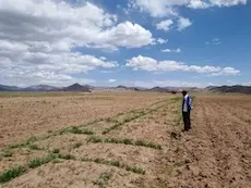 ¿Está la agrobiodiversidad destinada a desaparecer?: El caso de la quinua del Altiplano Peruano