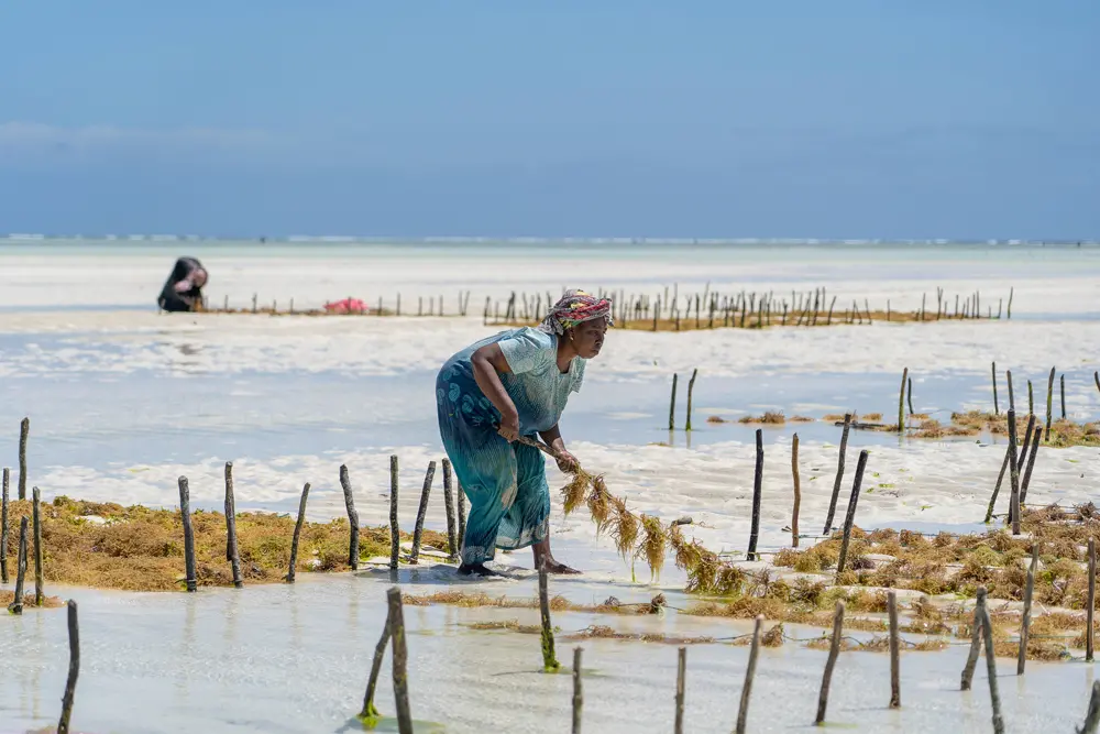 Women harvest seaweed for soap, cosmetics and medicine, Zanzibar, Tanzania, East Africa