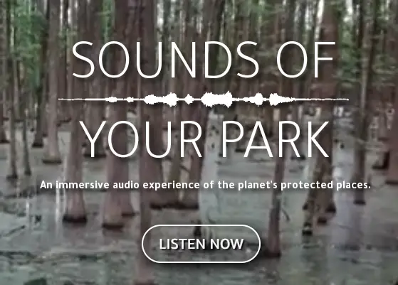 Sounds of Your Park