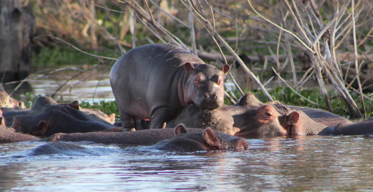 small hippo standing on top of adult hippo in water