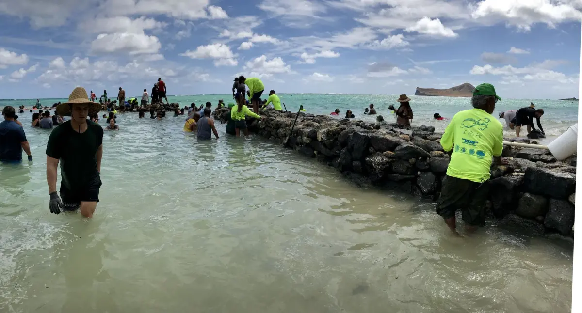 Biocultural restoration: Hawaii’s ahupua’a land and coastal management systems almost disappeared after colonization. They are being restored in some areas. Re-building of stone walls of a traditional fishpond (ahupua’a) by communal effort in O'ahu Island
