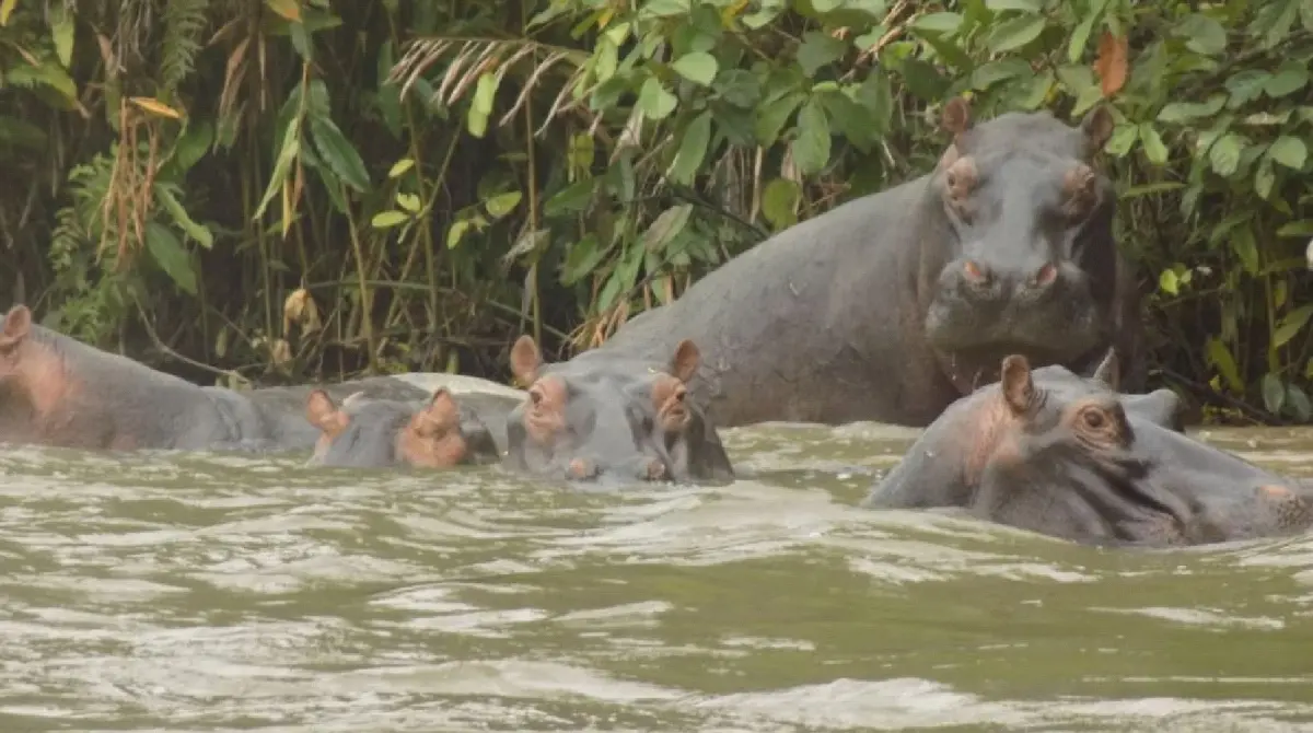 A family of hippos enjoy the Louna River. They are just one of the species that inhabit the Lésio-Louna Reserve.