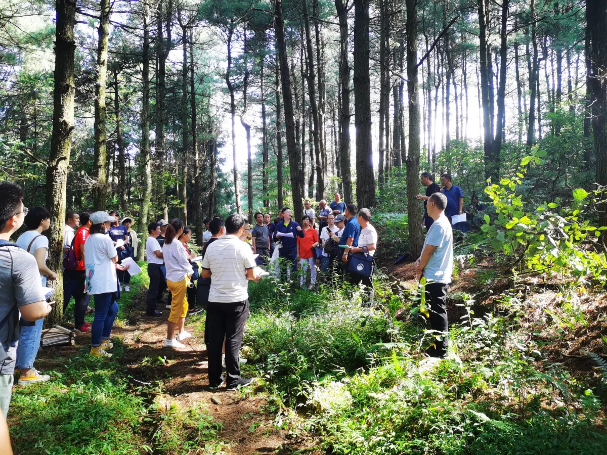 people gathered in forest of tall trees
