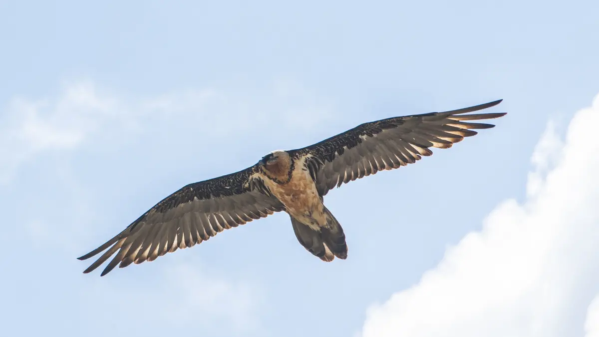 A bearded vulture in flight