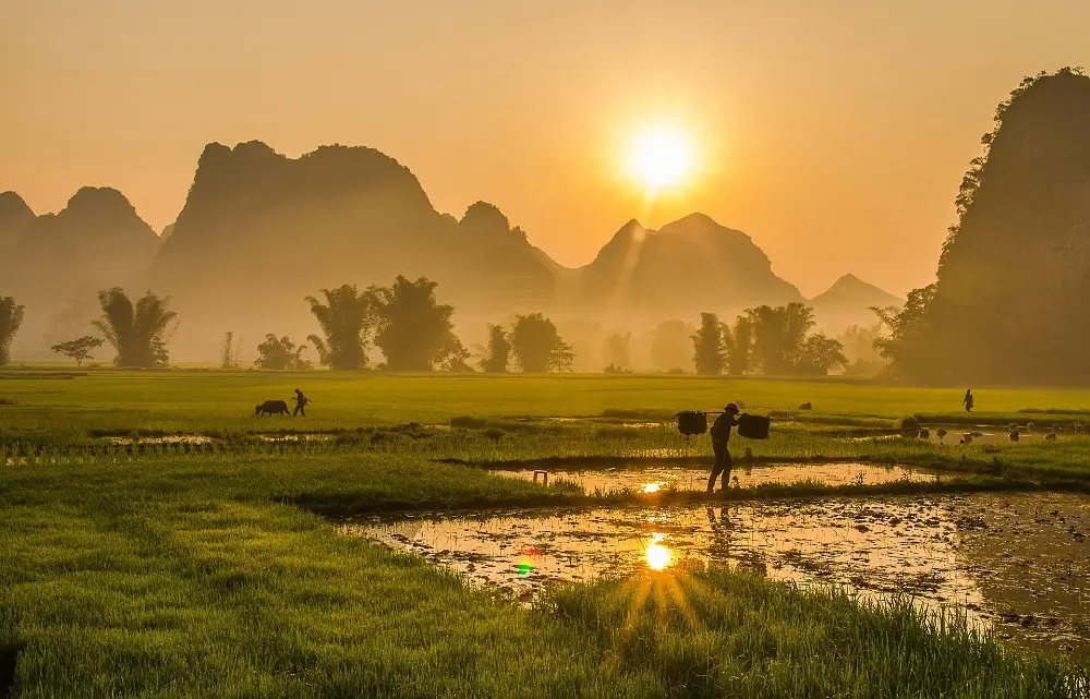 Cultivating flooded fields in Viet Nam (c) HoangTuan_photography / Pixabay