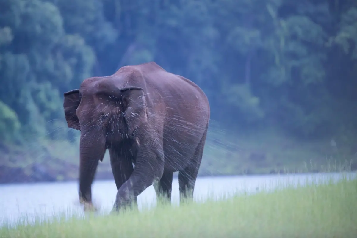 Elephant in Periyar National Park. Kerala, India.