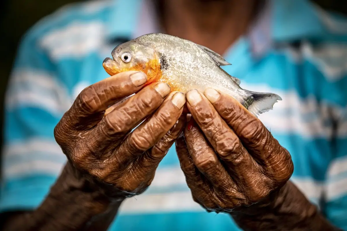 Fisheries - Fisher holding up a piranha © Camilo Díaz _ WWF Colombia