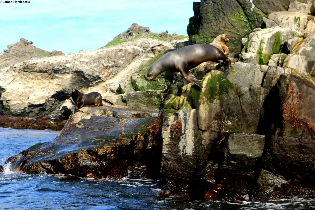 Sea lion dives on Isla Choros, Chile