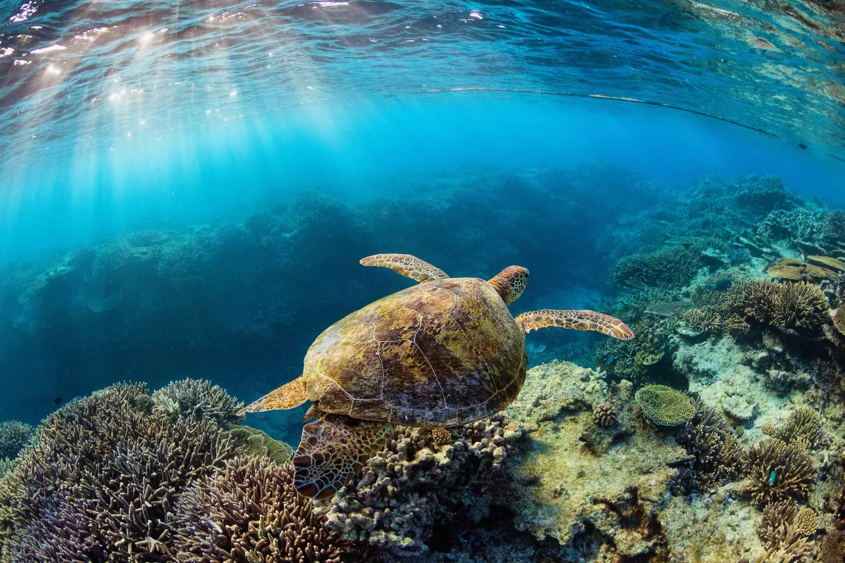 A turtle swimming among the corals 