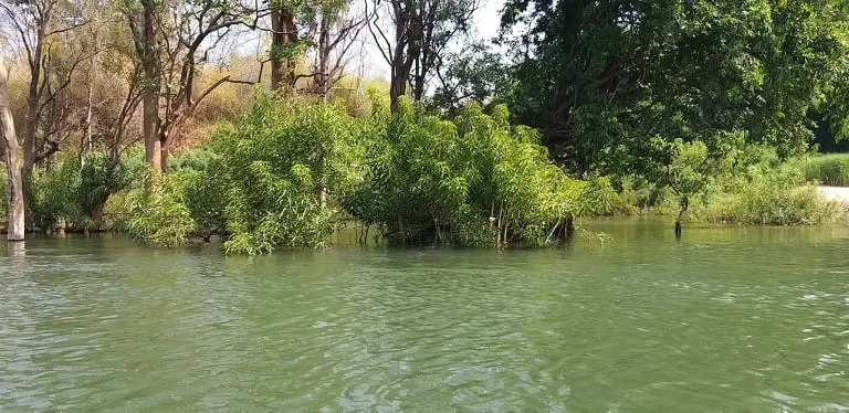 Mangrove area of Don Xom village 