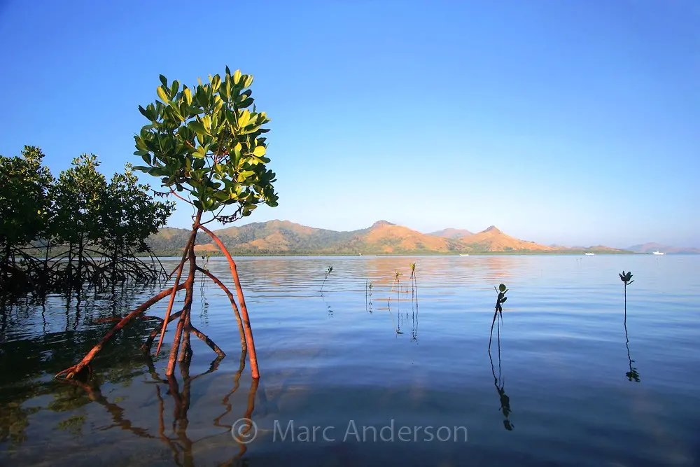 Mangroves in Fiji