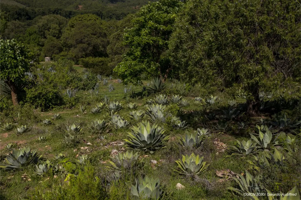 Oportunidades de restauración funcional del paisaje en el Estado de Oaxaca, México