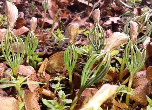 small green plants rising from ground in leaf litter