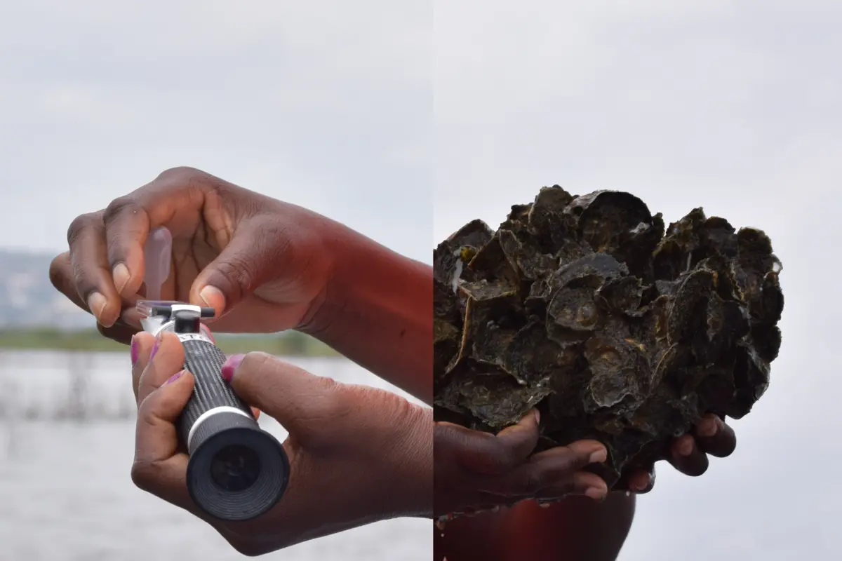 In Ghana, women on the Densu estuary work on ecosystem restoration activities to replenish depleted oyster populations, for which they strive to revive livelihood activities, sustainably 