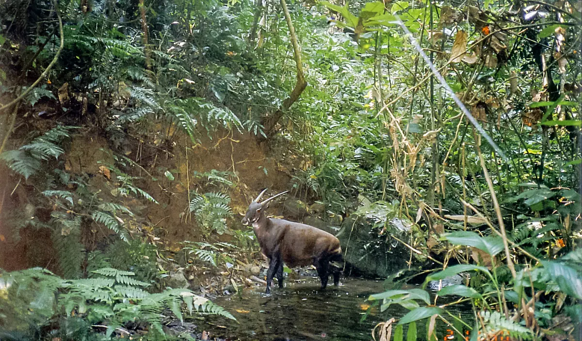 Wild saola camera-trapped in central Laos (Bolikhamxay Province) in 1999.
