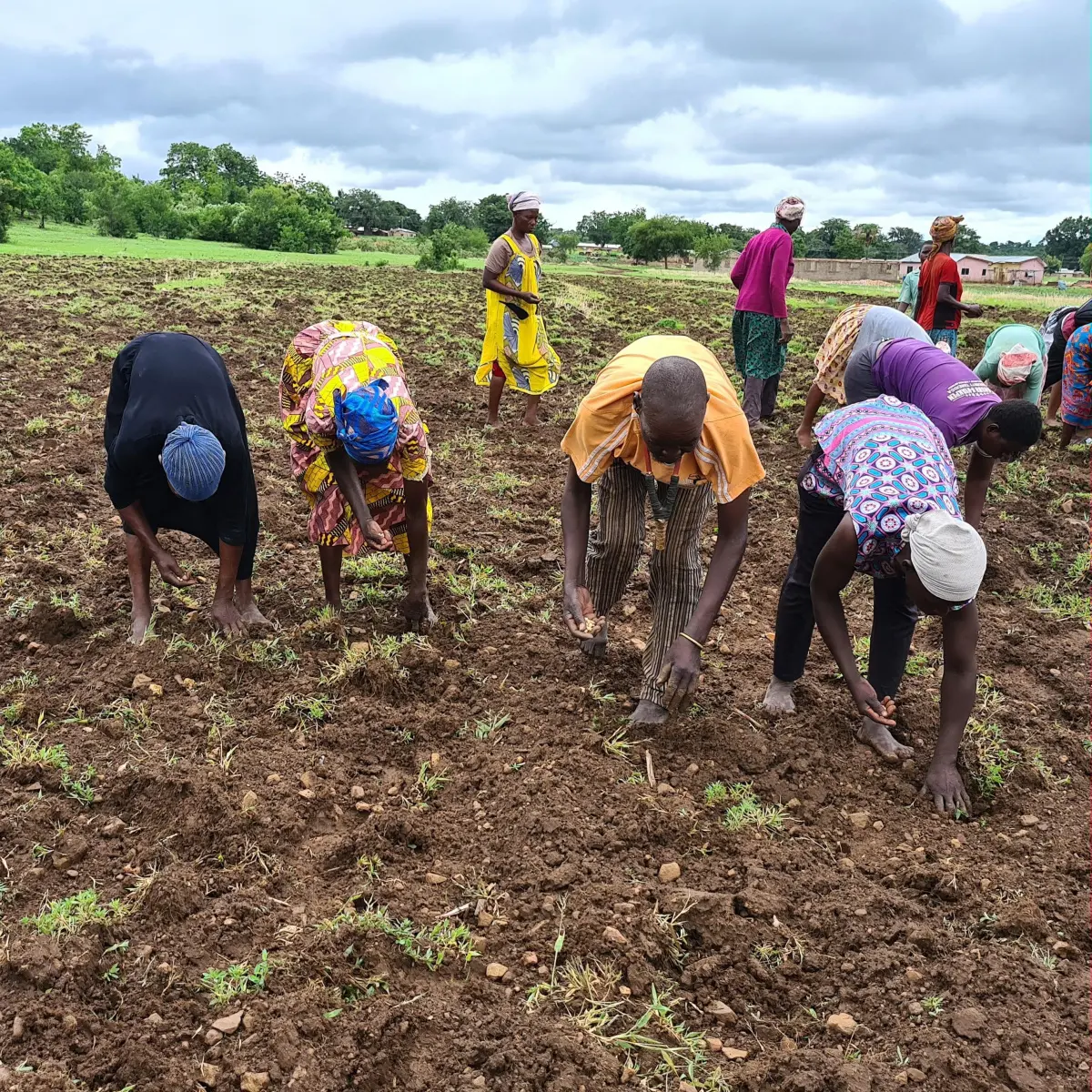 Some beneficiaries planting soya beans at Awaradone-Talensi District