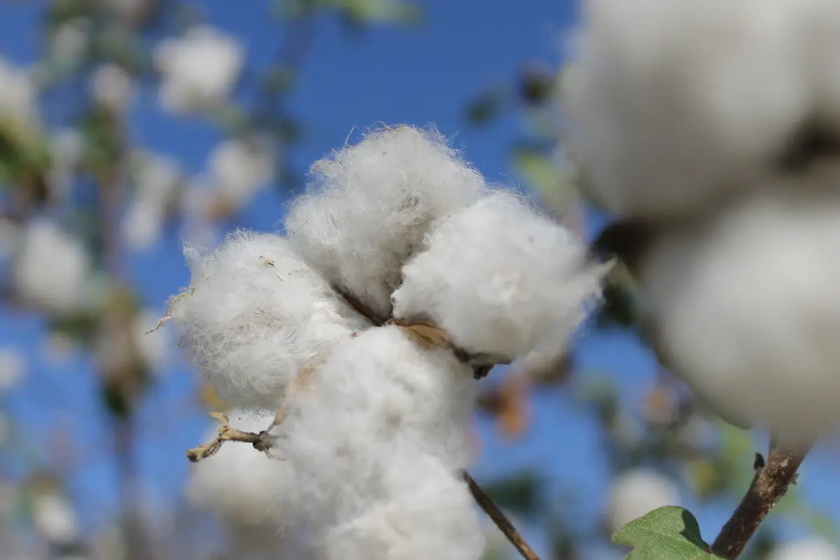 Crop wild relatives included in the paper, "Extinction risk of Mesoamerican crop wild relatives"