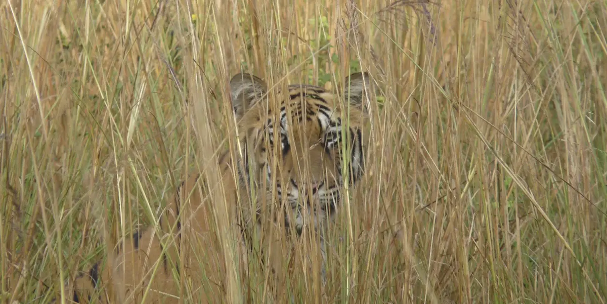 Tiger hiding in the grass