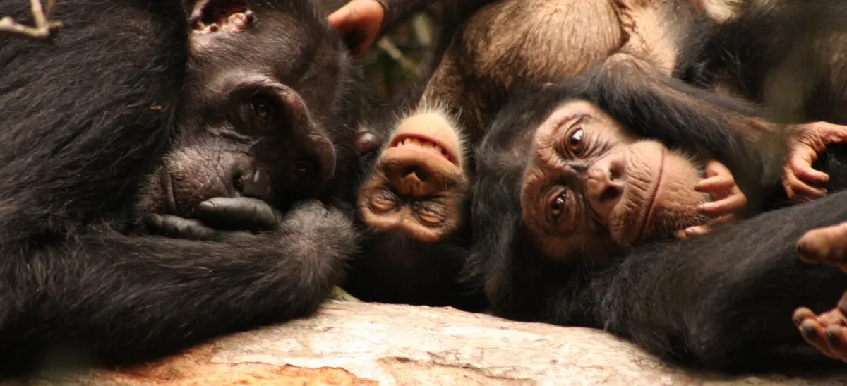 Family of western chimpanzees
