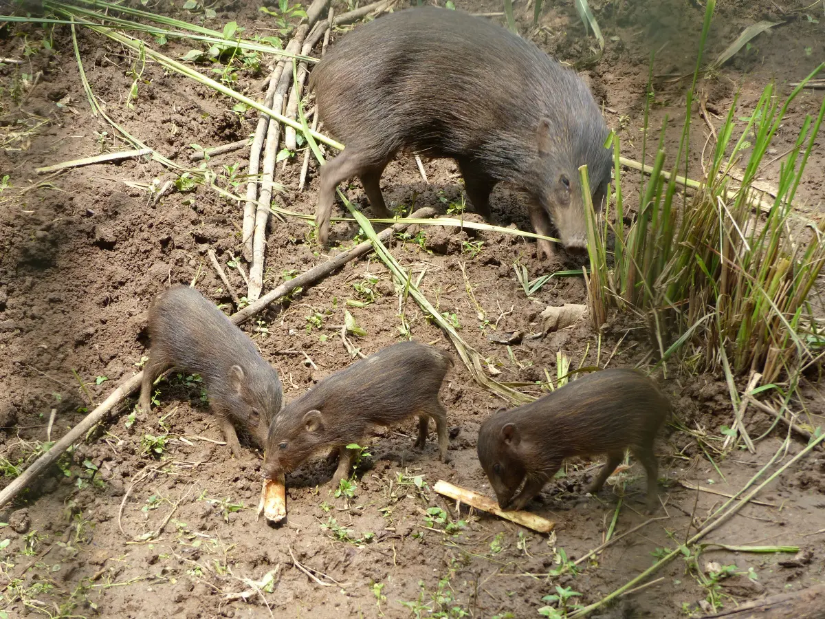 Mother pygmy hog and piglet