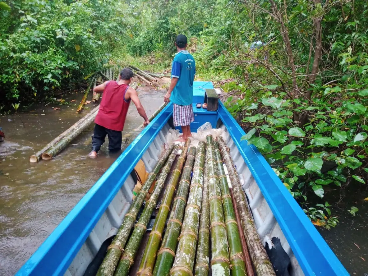 Collecting bamboo
