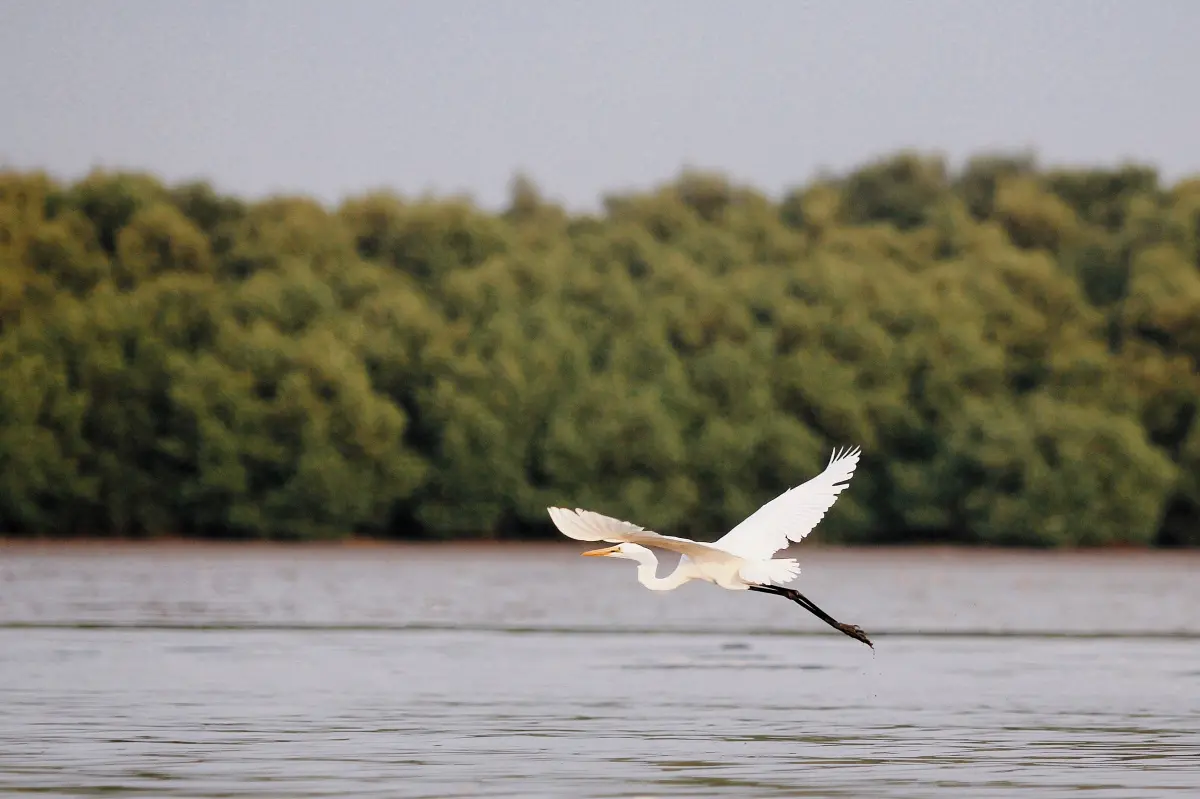 Egret crosses the lake; Jawa Timur, Indonesia