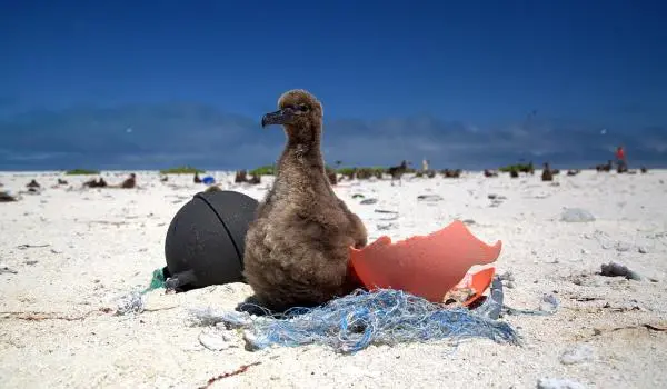 1280px Laysan albatross chick in marine debris