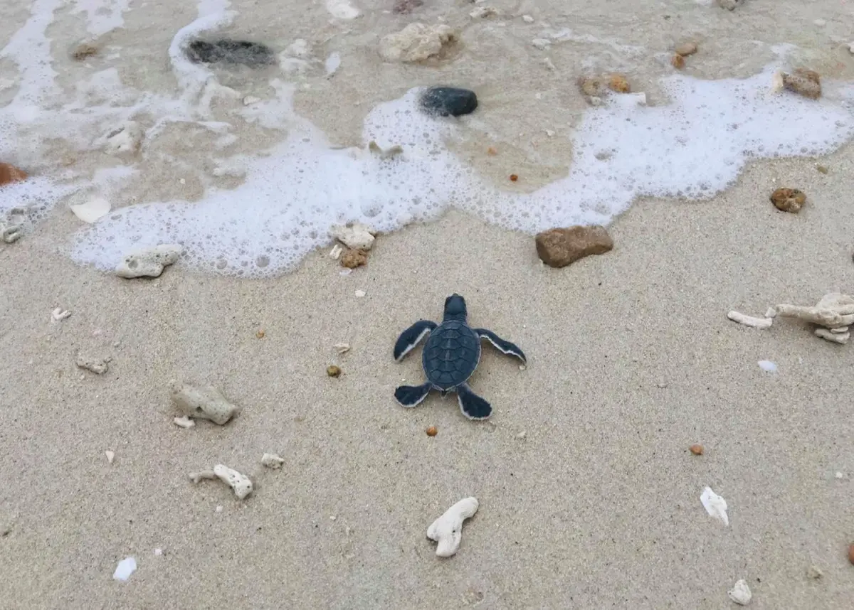 A baby turtle in Hon Cau was heading to the ocean 