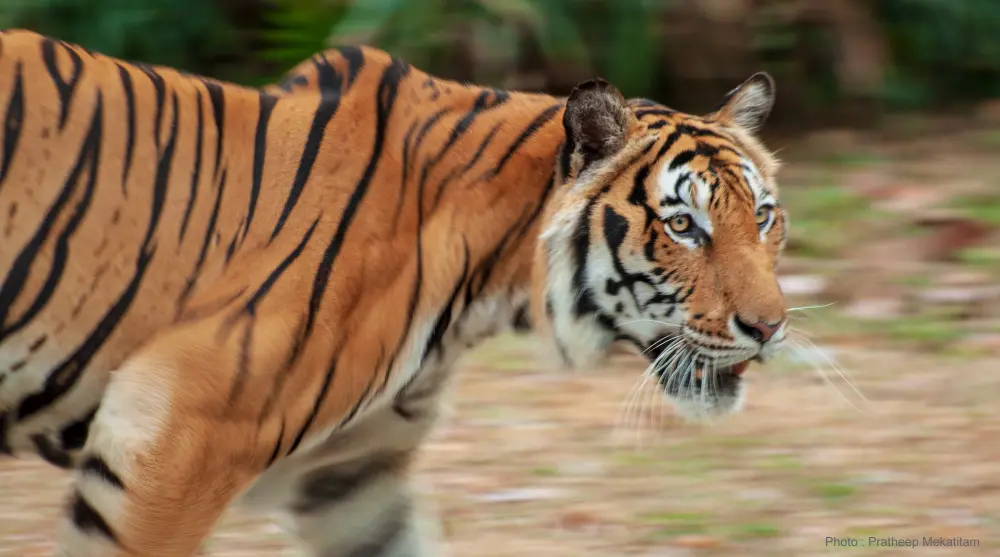  Panthera tigris corbetti